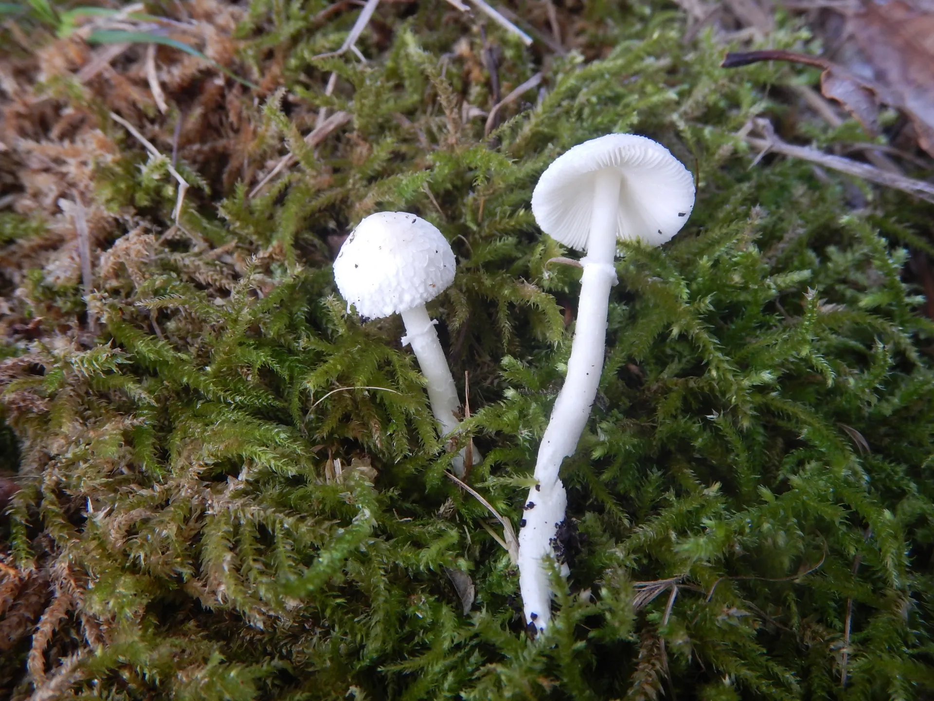 Leucocoprinus cygneus, 22-10-05 (2)